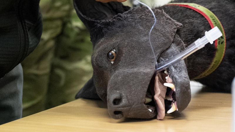 Medics simulating an emergency operation using an artificial canine mannequin. Photo: New Zealand Defence Force