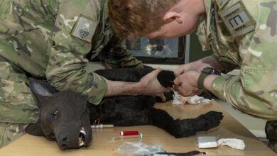 Medics simulating an emergency operation with an artificial canine mannequin