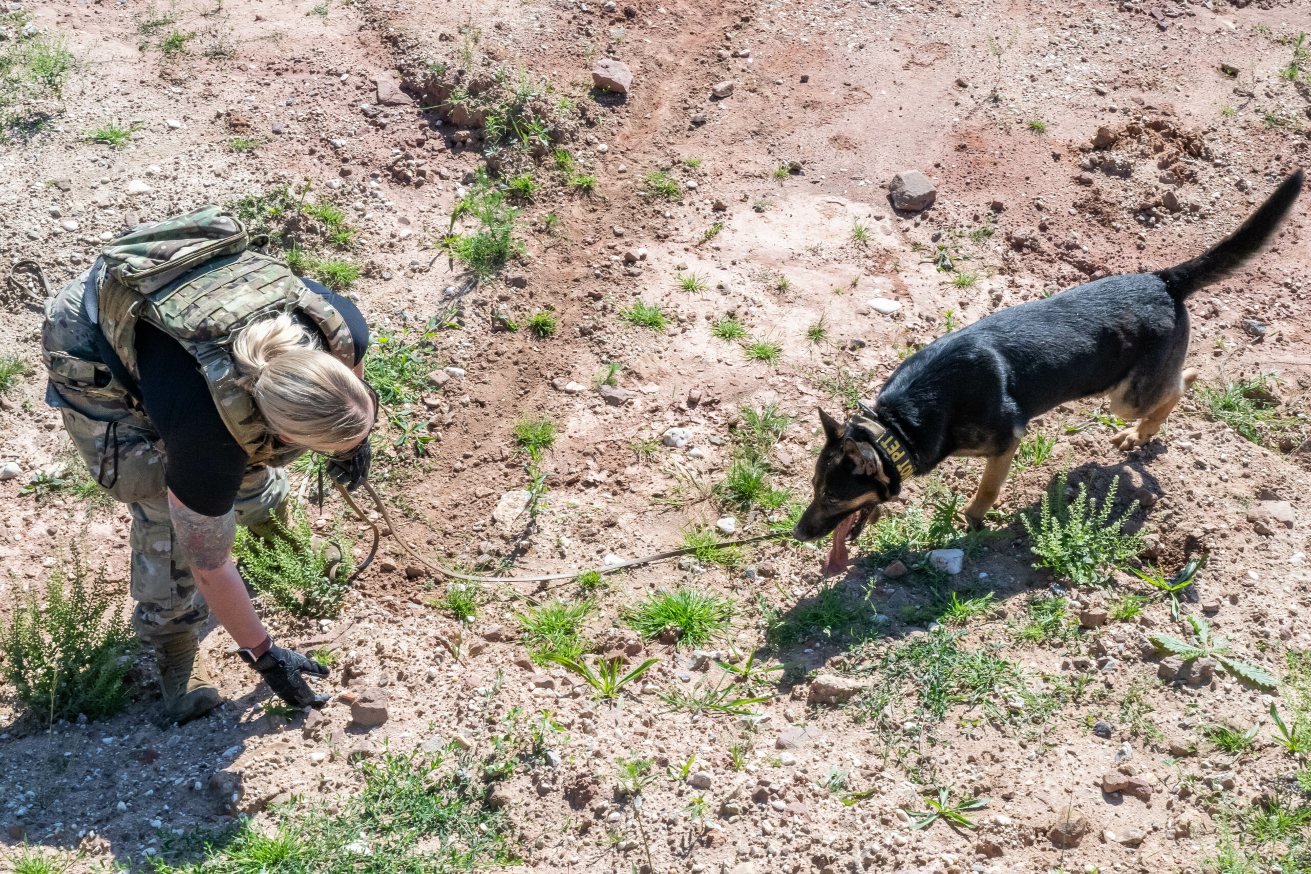 U.S. Air Force Staff Sgt. Shanna McCarter, a military working dog (MWD) handler assigned to the 86th Security Forces Squadron, guides MWD Mojito toward the scent of simulated explosive material during an international working dog training seminar at Spangdahlem Air Base, Germany, June 26, 2024. MWDs can be trained to detect the scents of explosives, human biological materials and illicit substances. (U.S. Air Force photo by Staff Sgt. Max J. Daigle)