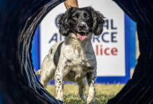 Image of military working dog Bruce, primed and ready to attempt an obstacle as the Royal Air Force Police Dog Display Team undergo training at RAF Henlow in preparation for future Dog trial events. This training culminated in the teams 2020 display season, having displayed at Crufts 2020 at the National Exhibition Centre in March 20. The team now looks forward to the Royal Air Force Military Working Dog Trials, held at RAF Honington in Sep 20, where members of the team will be competing.