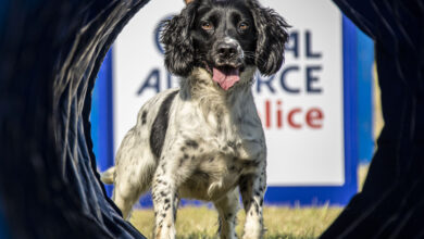 Image of military working dog Bruce, primed and ready to attempt an obstacle as the Royal Air Force Police Dog Display Team undergo training at RAF Henlow in preparation for future Dog trial events. This training culminated in the teams 2020 display season, having displayed at Crufts 2020 at the National Exhibition Centre in March 20. The team now looks forward to the Royal Air Force Military Working Dog Trials, held at RAF Honington in Sep 20, where members of the team will be competing.