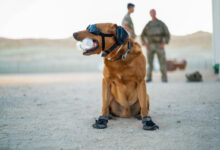 Image of a military working dog, seen here keeping cool in Oman during exercise KHANJAR OMAN. This is a joint battlegroup exercise involving UK and Omani troops, with ground forces supported by the Carrier Strike Group at sea and F-35 jets from the air. Exercise KHANJAR OMAN represents a key part of the Armys Future Soldier concept, which will see British soldiers more integrated with our partners in regional hubs around the world. Oman is a vital partner for the UK in the Gulf region as the UK works to promote stability and security in the region. The UK and Oman have common threats and both have shared interests regional prosperity.