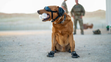 Image of a military working dog, seen here keeping cool in Oman during exercise KHANJAR OMAN. This is a joint battlegroup exercise involving UK and Omani troops, with ground forces supported by the Carrier Strike Group at sea and F-35 jets from the air. Exercise KHANJAR OMAN represents a key part of the Armys Future Soldier concept, which will see British soldiers more integrated with our partners in regional hubs around the world. Oman is a vital partner for the UK in the Gulf region as the UK works to promote stability and security in the region. The UK and Oman have common threats and both have shared interests regional prosperity.