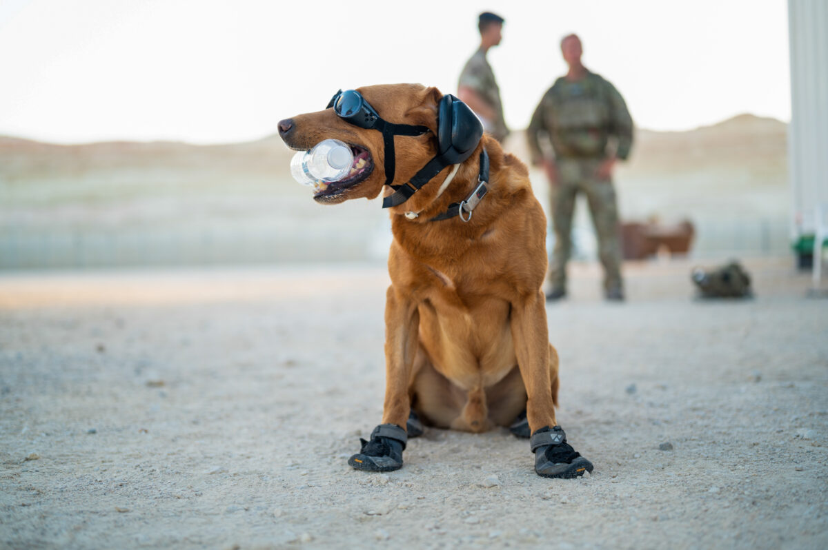 Image of a military working dog, seen here keeping cool in Oman during exercise KHANJAR OMAN. This is a joint battlegroup exercise involving UK and Omani troops, with ground forces supported by the Carrier Strike Group at sea and F-35 jets from the air. Exercise KHANJAR OMAN represents a key part of the Armys Future Soldier concept, which will see British soldiers more integrated with our partners in regional hubs around the world. Oman is a vital partner for the UK in the Gulf region as the UK works to promote stability and security in the region. The UK and Oman have common threats and both have shared interests regional prosperity.