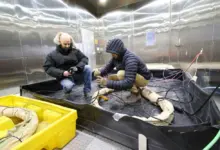 Dr. Dan Tague (left) and James Pilkington conduct cold-hardening testing inside the Cold Regions Research and Engineering Laboratory’s Extreme Cold Chamber in Hanover, N.H.