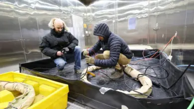 Dr. Dan Tague (left) and James Pilkington conduct cold-hardening testing inside the Cold Regions Research and Engineering Laboratory’s Extreme Cold Chamber in Hanover, N.H.