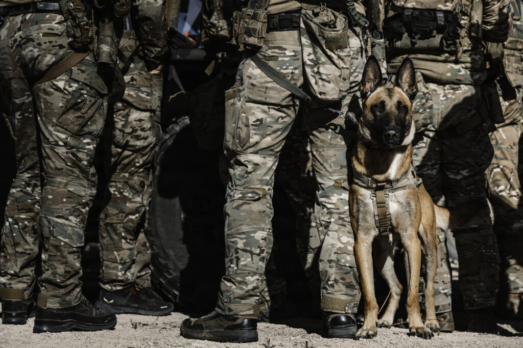 A U.S. Army military working dog assigned to the 10th Special Forces Group (Airborne) scans his surroundings before trench assault training on Fort Carson, Colorado, Oct. 15, 2026. The training sharpened their ability to maneuver and fight in complex environments while enhancing combat readiness for the demands of modern warfare. (U.S. Army photo by Staff Sgt. Rhianna Ballenger)