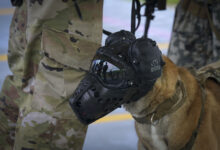 A Japan Air Self-Defense Force Military Working Dog wears protective headgear at the Combat Arms Training and Maintenance range on Andersen Air Force Base, Guam, May 21, 2026. MWD teams from across PACAF and allied partner nations came together for the 2026 Advanced Combat Skills Assessment to compete in a series of individual events to be assessed in the areas of combat, fitness, patrol, detection, and obedience. (U.S. Air Force photo by Airman 1st Class Kevin McCormick Jr)