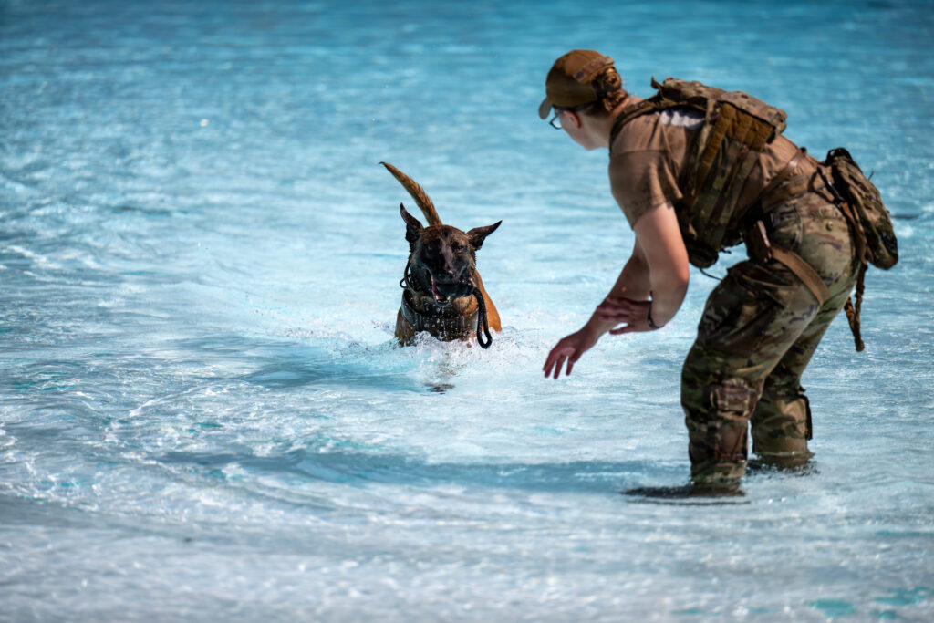 A U.S. Air Force military working dog assigned to the 824th Base Defense Squadron runs toward its handler during a training exercise at Wild Adventures in Valdosta, Georgia, Sept. 9, 2026. MWD handlers used the wave pool to challenge the dogs to follow commands across different terrain. (U.S. Air Force photo by Airman 1st Class Rachel Howell)