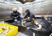 Dr. Dan Tague (left) and James Pilkington conduct cold-hardening testing inside the Cold Regions Research and Engineering Laboratory’s Extreme Cold Chamber in Hanover, N.H.