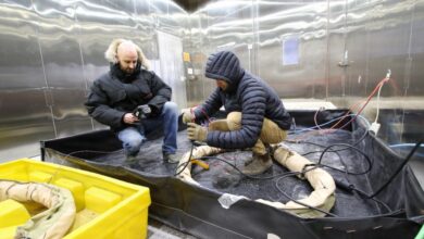 Dr. Dan Tague (left) and James Pilkington conduct cold-hardening testing inside the Cold Regions Research and Engineering Laboratory’s Extreme Cold Chamber in Hanover, N.H.